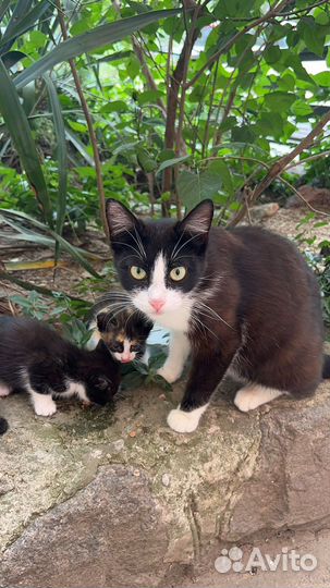 Кошка-мама в поисках дома