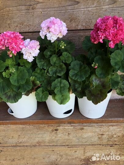 Пеларгония герань,срезы