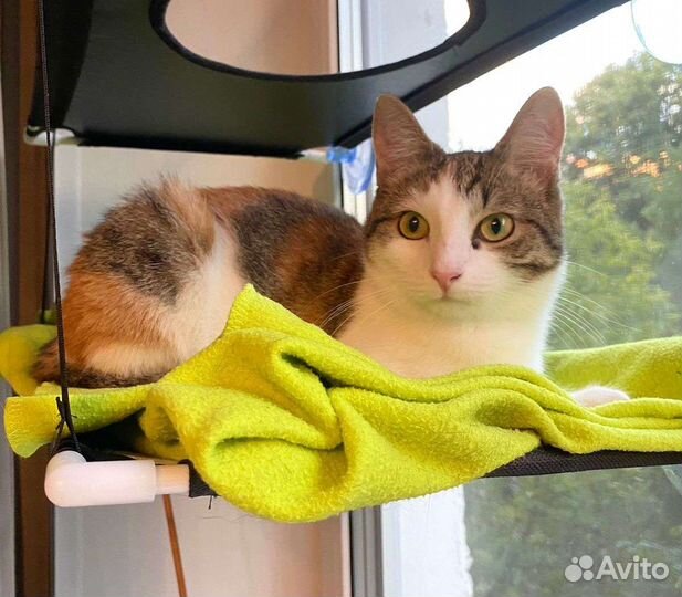 Кошка в дар бесплатно