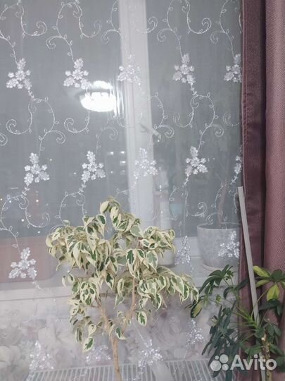 Фикус бенджамина