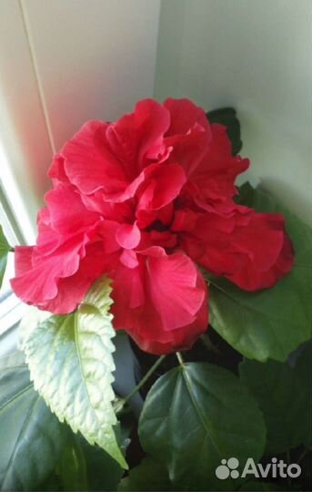 Гибискус (китайская роза)