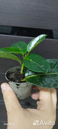 Комнатные растения