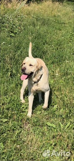 Щенки лабрадора палевые