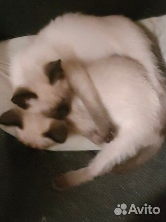 Тайские котята