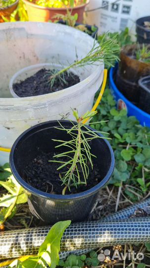 Пихта сеенец