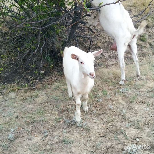 Продам молочных коз