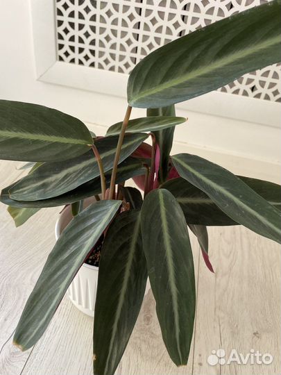 Аптения, драцена, строманта