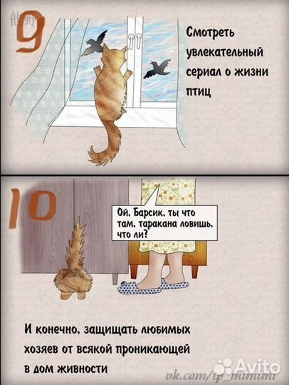 Кот Пират