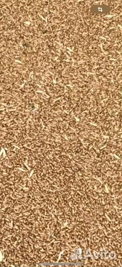 Зерно пшеница