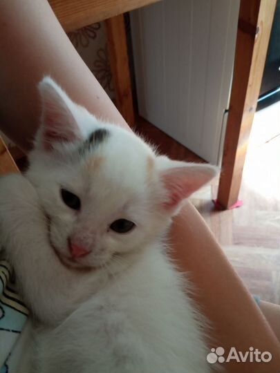 Котята в добрые руки девочка