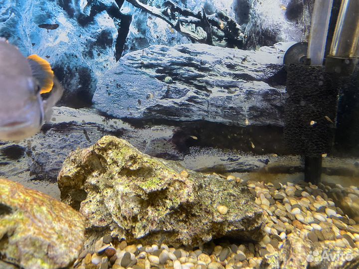 Аквариумные рыбки Акара бирюзовая