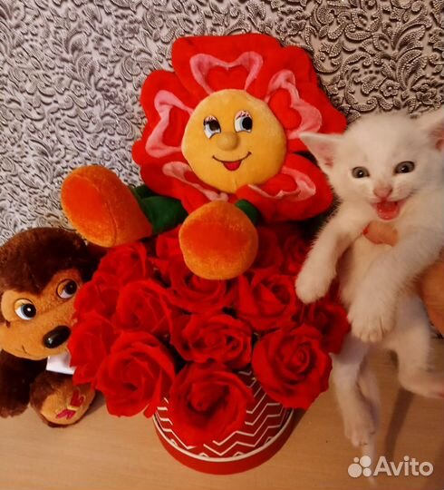 Котята даром