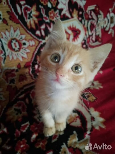 Котята бесплатно