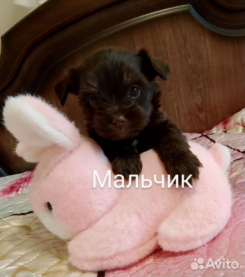 Шоколадные мальчики и девочки