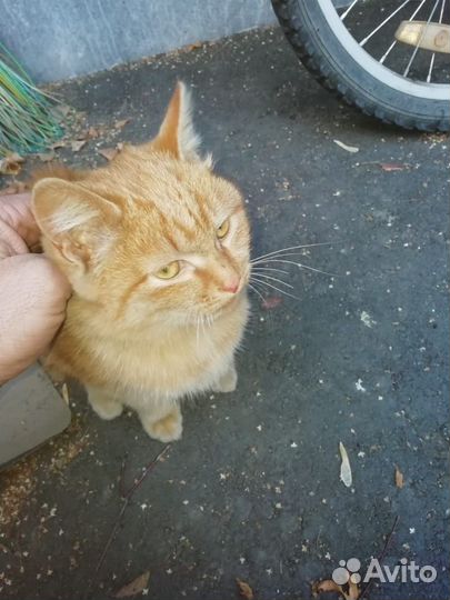 Отдам в хорошие руки бесплатно 2 взрослых котят