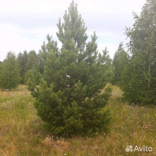 Озеленение и благоустройство
