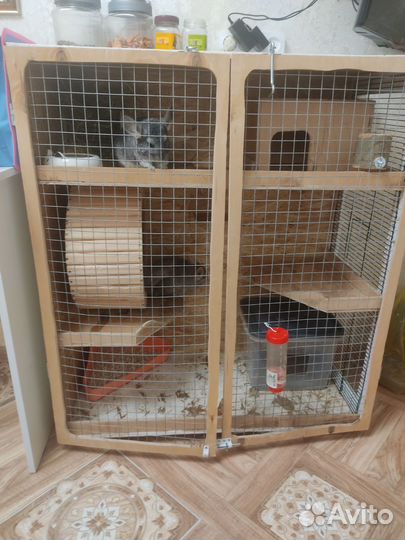 Шиншиллы с клеткой