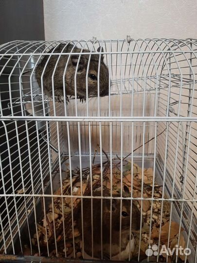Белки Дегу агути с клеткой или без