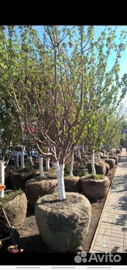 Плодовые крупномеры, Подмосковный Питомник Дворик