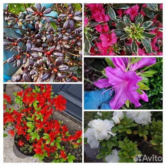 Азалия, рододендрон