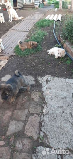 Щенки- Шакша