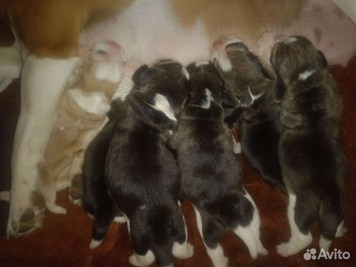 Бигль щенки