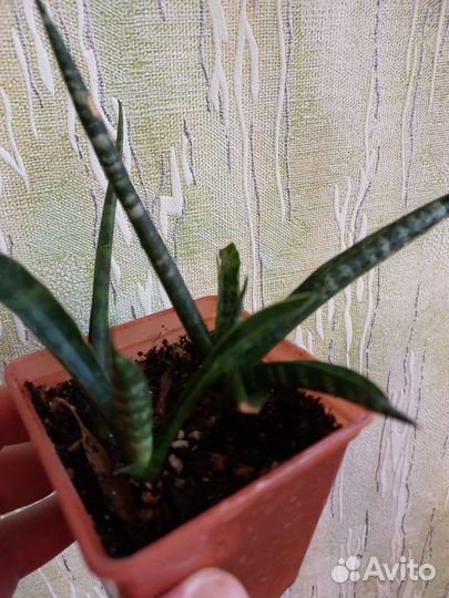 Сансевиерия