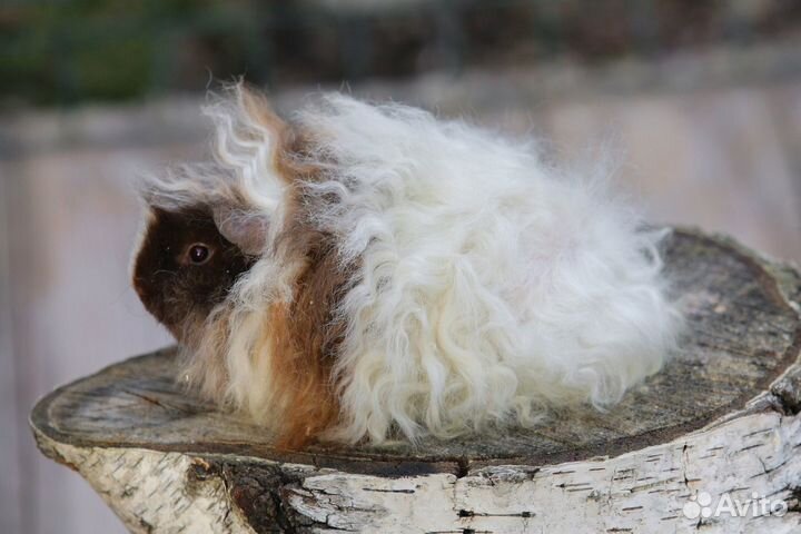 Альпака самка