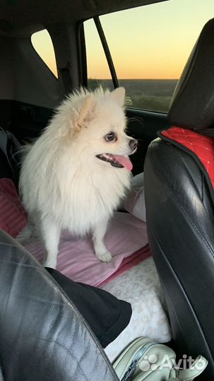 Немецкий шпиц Ищем девочку