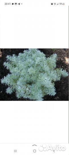 Полынь шмидта