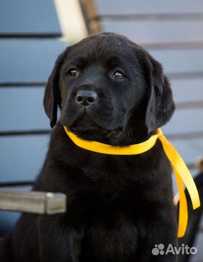 Щенки лабрадора из питомника