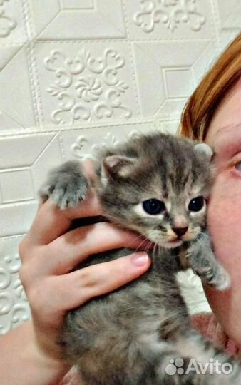 Продам катëнка, от британки и Сибирского кота