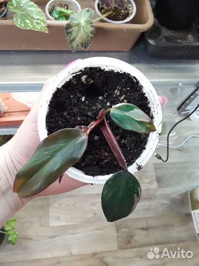 Филодендроны