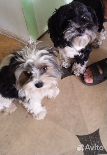 Бивер щенки, помесь