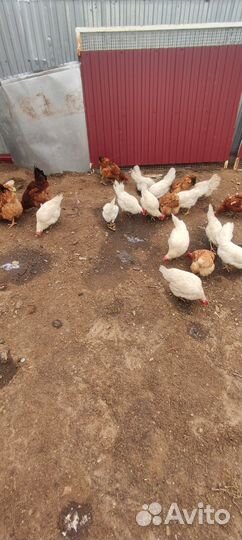 Куры несушки и петух
