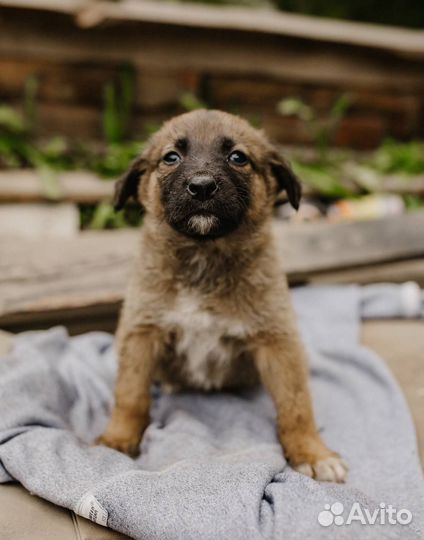 Щенок мальчик