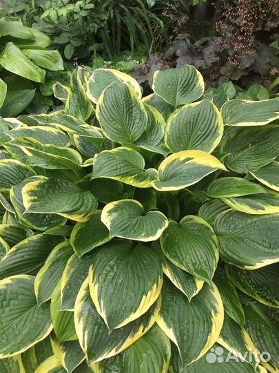 Хоста растение