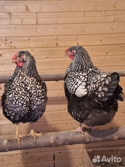 Инкубационное яйцо Виандот