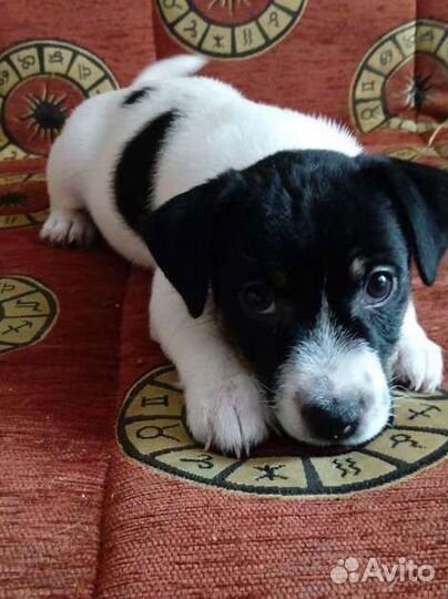 Щенки джек Рассел терьер