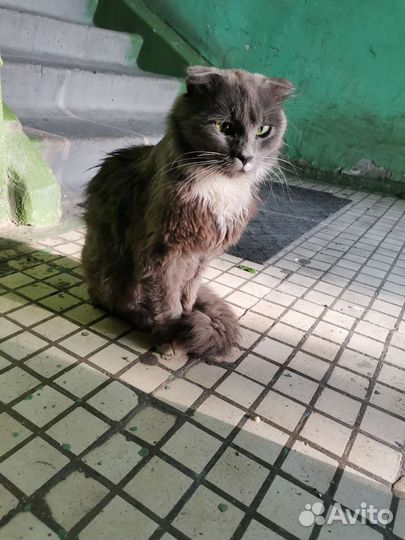 Кошка ищет семью