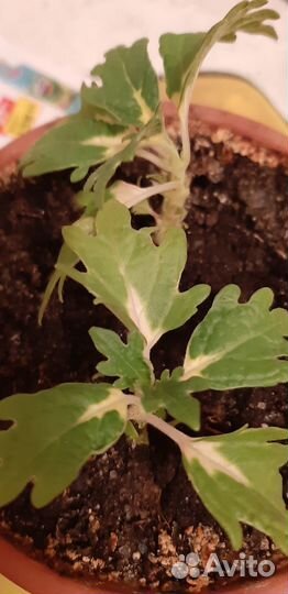 Колеусы,бегонии и финиковые пальмы и фиалки