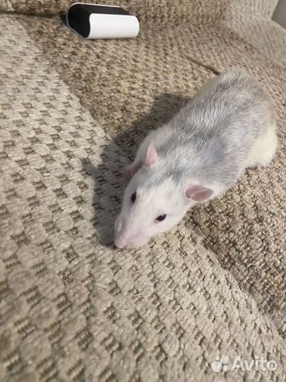 Крыски ручные