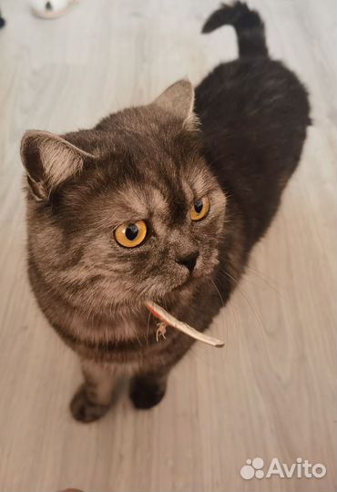 Шотландская кошка