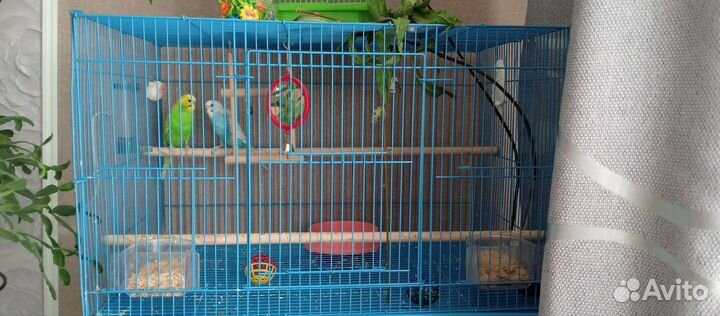 Волнистый попугай с клеткой