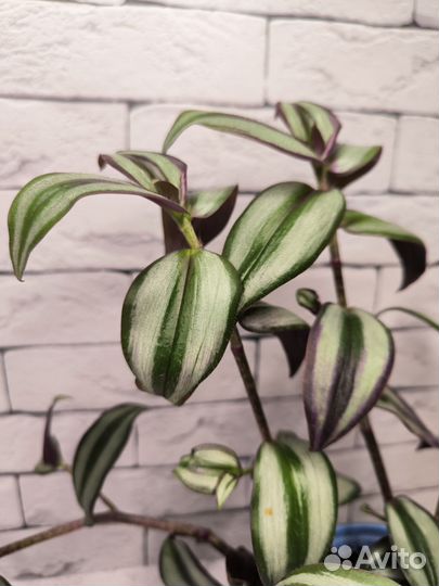 Традесканция зебрина