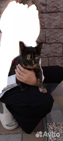 Котенок девочка 1-2 месяца