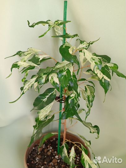 Фикус бенджамина Кёрли