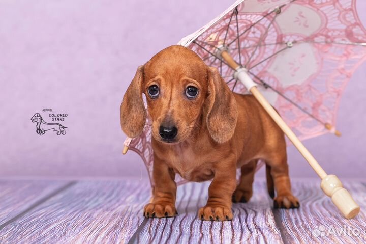 Шикарная девочка мелкая мини, ген пайболд