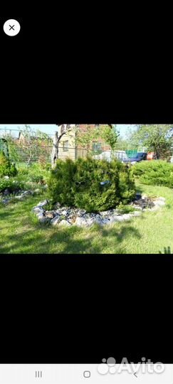 Низкорослая туя, саженец 4 летка