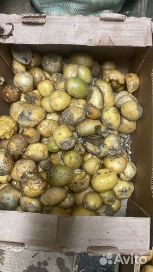 Корма для животных